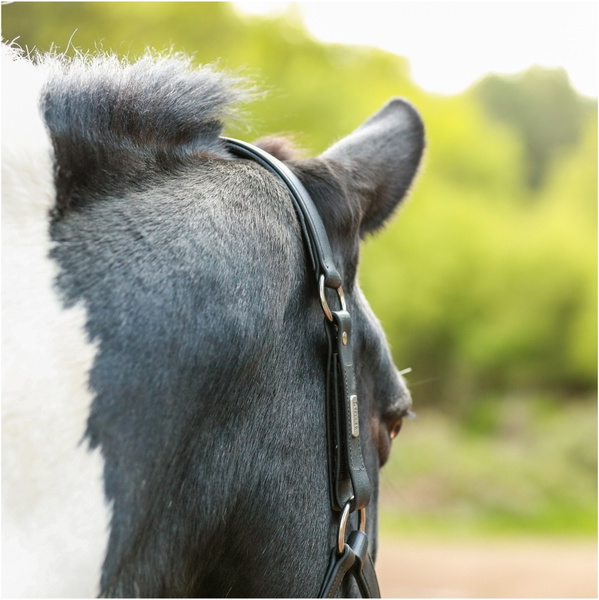 Equilibrium Nieuwe Stellar Hoofdhals EQB1673 - Black
